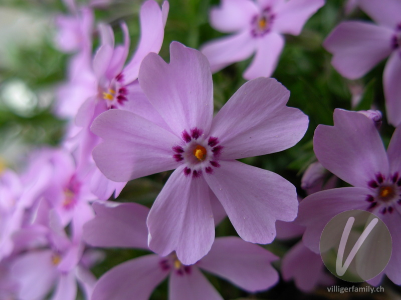 Polster-Phlox: Übersicht